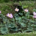 flower_pad_lily_kom_ubud_h_0082_bal4449.jpg